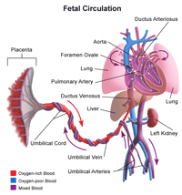 Illustration demonstrating fetal circulation