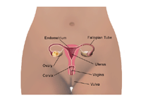 Illustration of the anatomy of the female pelvic area