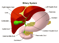 Illustration of the  anatomy of the biliary system