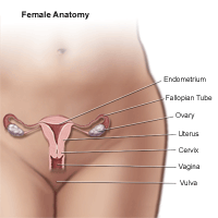 Anatomy of the female pelvic area