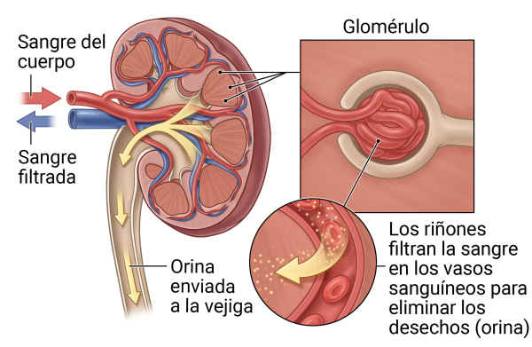 Corte transversal de un riñón que muestra que filtra la sangre del cuerpo para producir orina. Dos recuadros muestran un primer plano de un glomérulo, una de las estructuras diminutas que filtran la sangre dentro de los riñones.