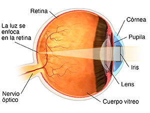 Corte transversal de un ojo que muestra la anatomía normal.