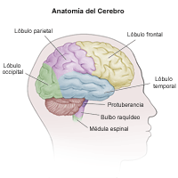 Anatomía del cerebro